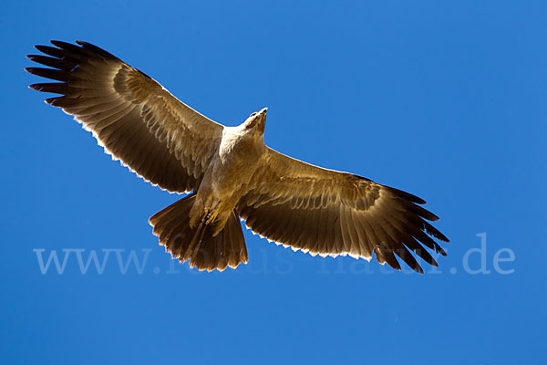 Savannenadler (Aquila rapax)