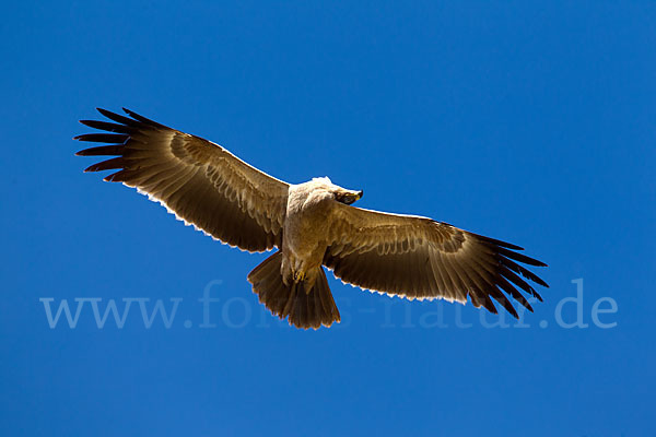 Savannenadler (Aquila rapax)