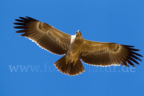 Savannenadler (Aquila rapax)