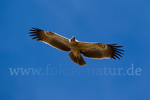 Savannenadler (Aquila rapax)