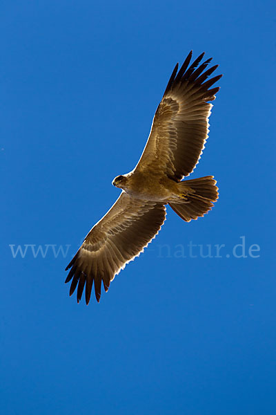 Savannenadler (Aquila rapax)