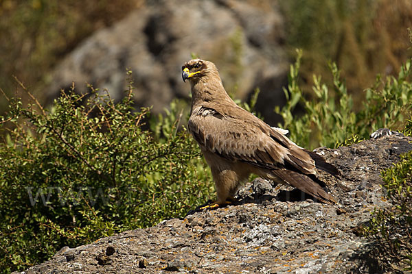 Savannenadler (Aquila rapax)