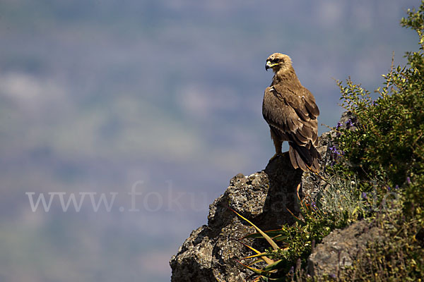 Savannenadler (Aquila rapax)