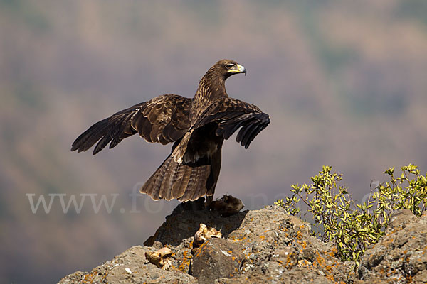 Savannenadler (Aquila rapax)