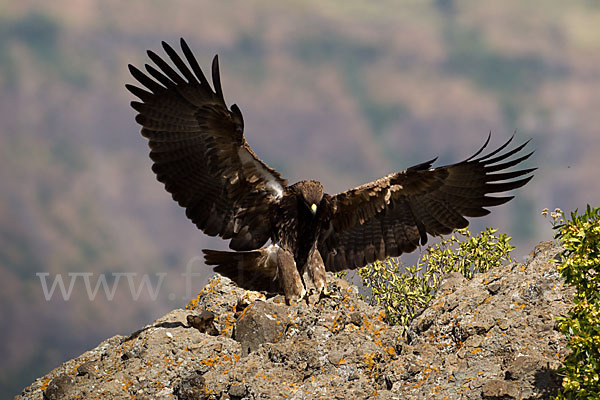 Savannenadler (Aquila rapax)