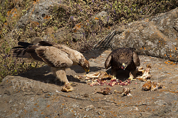 Savannenadler (Aquila rapax)