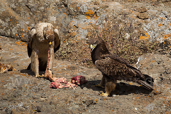 Savannenadler (Aquila rapax)