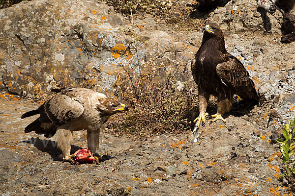 Savannenadler (Aquila rapax)