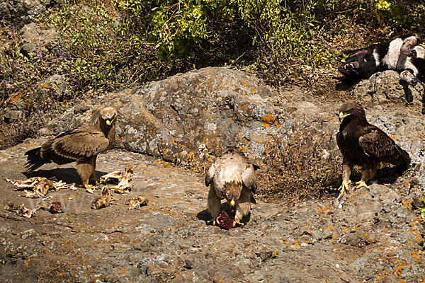 Savannenadler (Aquila rapax)