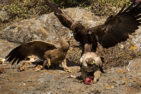 Savannenadler (Aquila rapax)