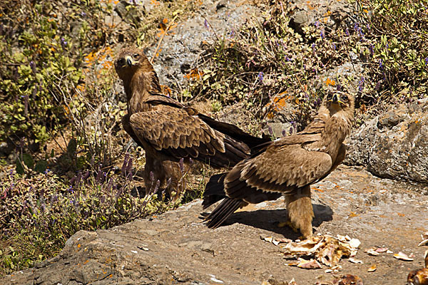 Savannenadler (Aquila rapax)