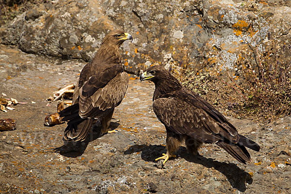 Savannenadler (Aquila rapax)