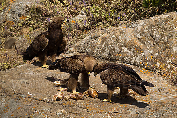 Savannenadler (Aquila rapax)