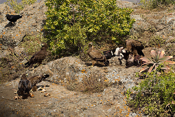 Savannenadler (Aquila rapax)