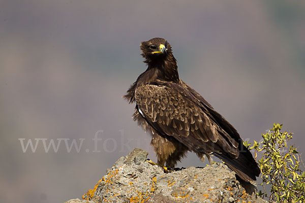 Savannenadler (Aquila rapax)