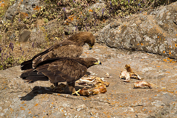 Savannenadler (Aquila rapax)