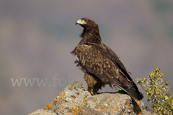 Savannenadler (Aquila rapax)