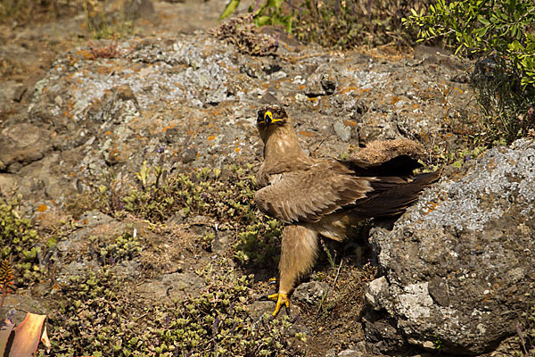 Savannenadler (Aquila rapax)