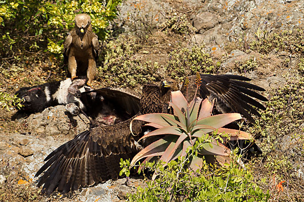 Savannenadler (Aquila rapax)