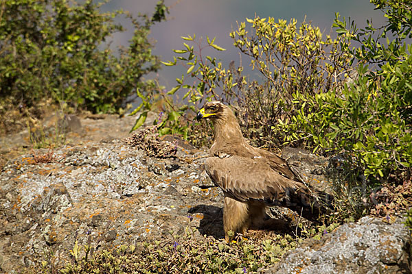 Savannenadler (Aquila rapax)