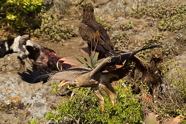 Savannenadler (Aquila rapax)