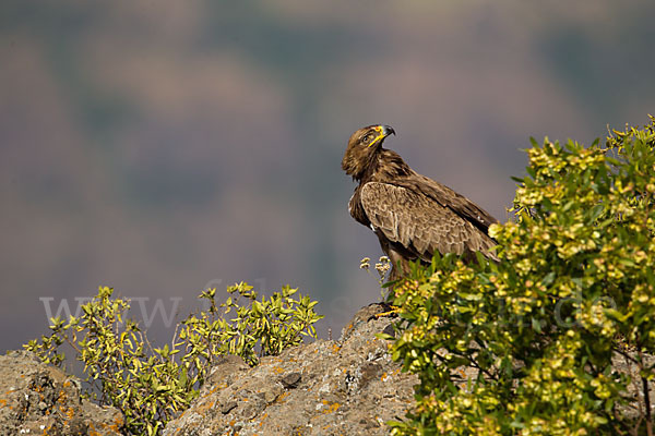 Savannenadler (Aquila rapax)