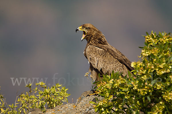 Savannenadler (Aquila rapax)