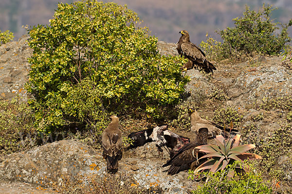 Savannenadler (Aquila rapax)