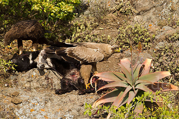 Savannenadler (Aquila rapax)