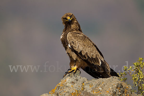 Savannenadler (Aquila rapax)