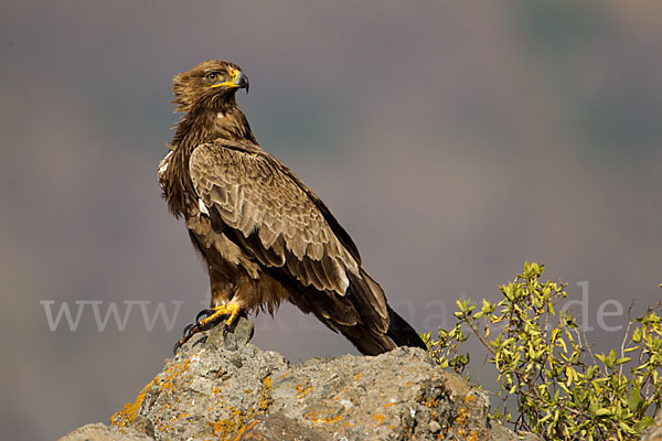 Savannenadler (Aquila rapax)