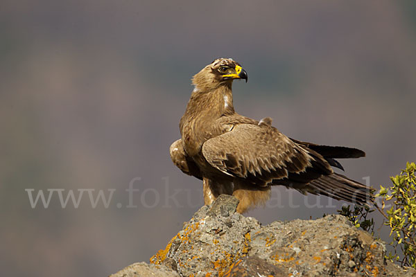 Savannenadler (Aquila rapax)