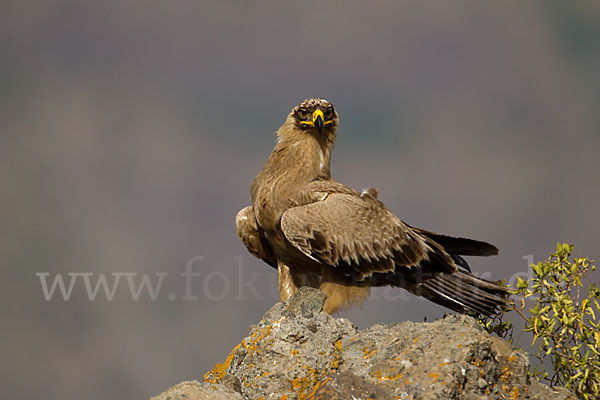 Savannenadler (Aquila rapax)