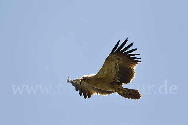 Savannenadler (Aquila rapax)