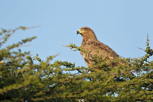 Savannenadler (Aquila rapax)