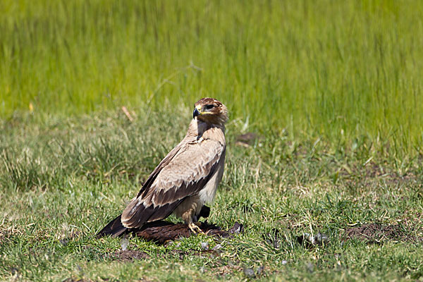 Savannenadler (Aquila rapax)