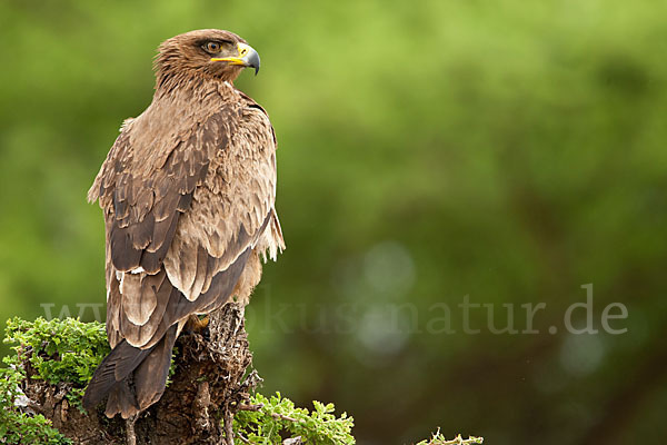 Savannenadler (Aquila rapax)