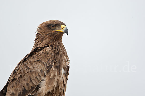 Savannenadler (Aquila rapax)