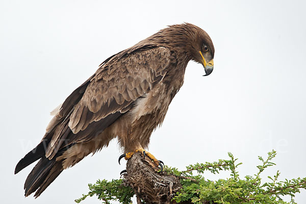 Savannenadler (Aquila rapax)