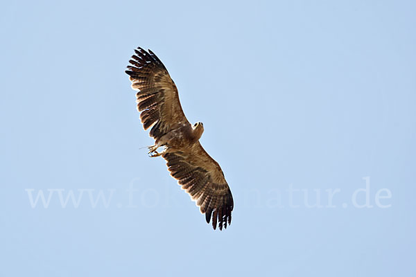 Savannenadler (Aquila rapax)