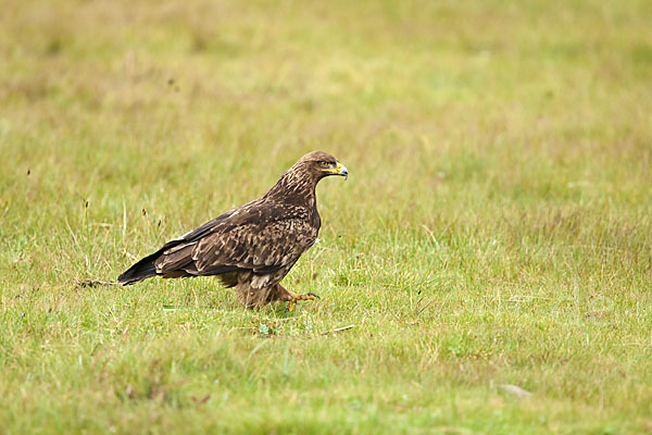 Savannenadler (Aquila rapax)