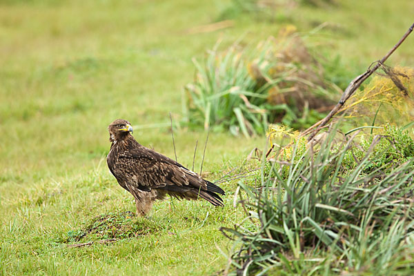 Savannenadler (Aquila rapax)