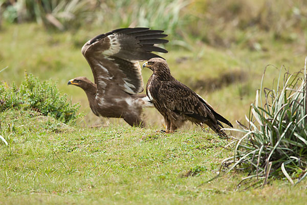 Savannenadler (Aquila rapax)