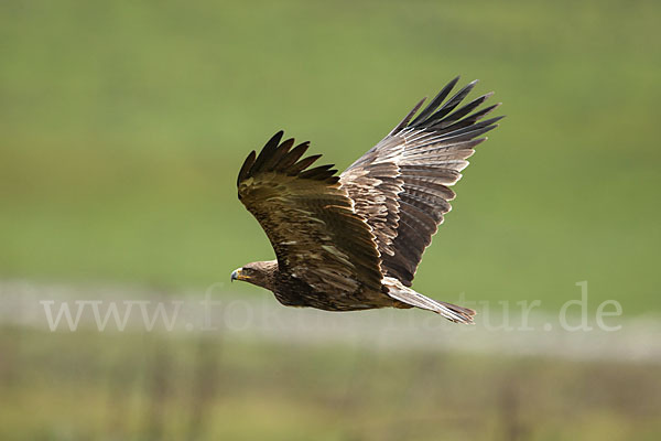 Savannenadler (Aquila rapax)