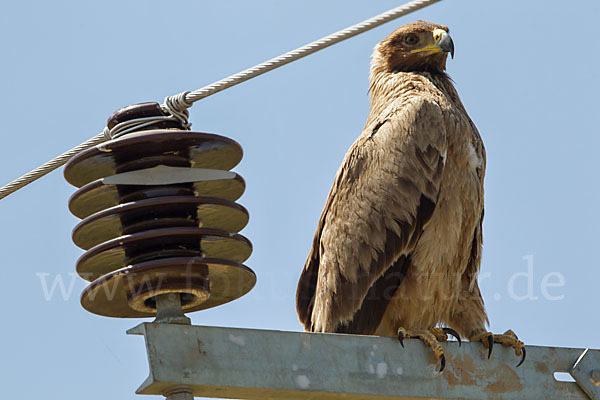 Savannenadler (Aquila rapax)