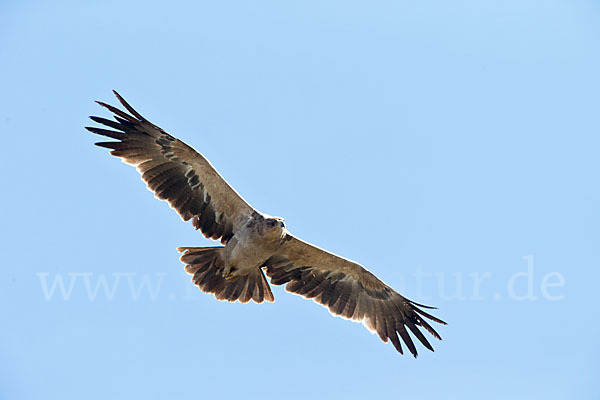 Savannenadler (Aquila rapax)