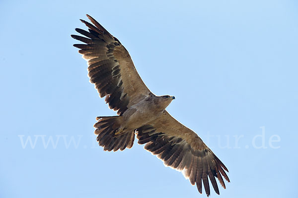 Savannenadler (Aquila rapax)