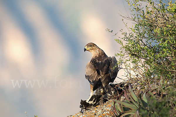 Savannenadler (Aquila rapax)