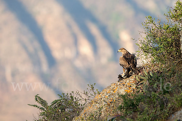 Savannenadler (Aquila rapax)