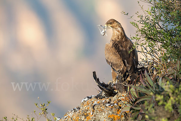 Savannenadler (Aquila rapax)